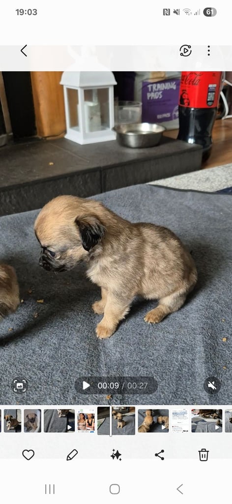 Chug puppies (only 3 left)
