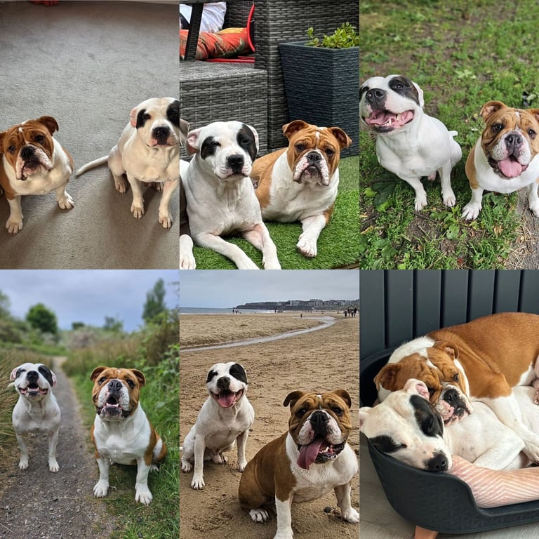 British Bulldog Staff cross (Old Tyme Bulldog)