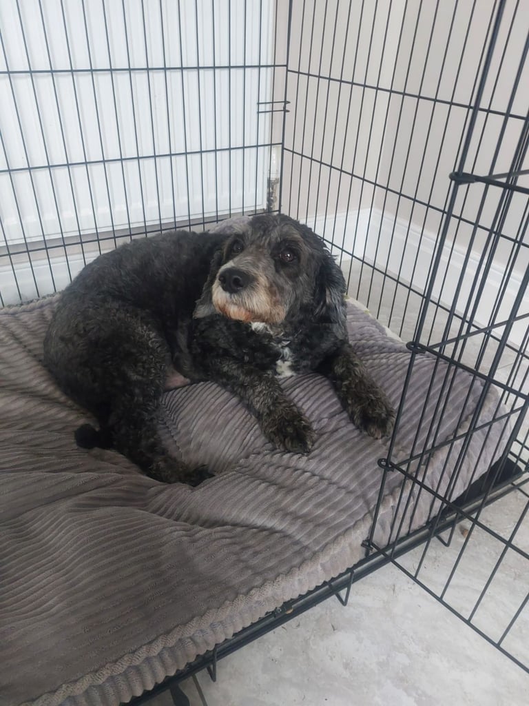 Cockapoo