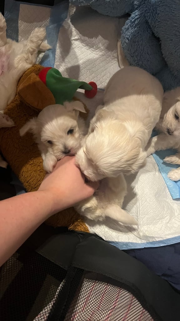 Maltese puppies for rehoming 
