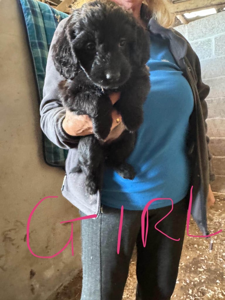 7 Cockapoo puppies