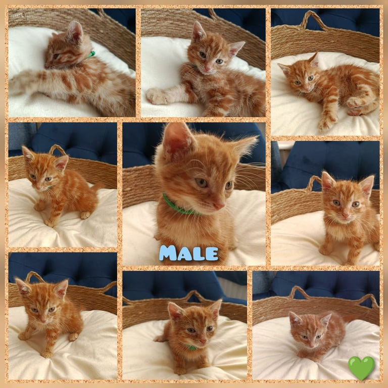 Adorable Kittens - domestic shorthair