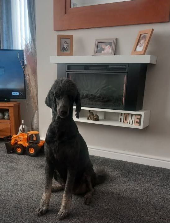 Standard poodle puppies