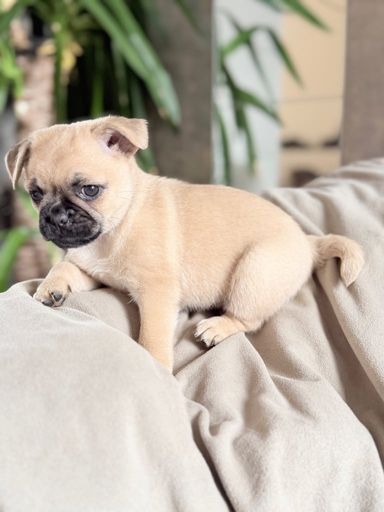 🐾 💕Adorable Puppies for the loving Families 💕🏡