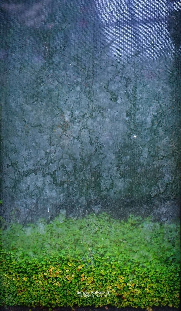 Photo collection "Under the Glass"