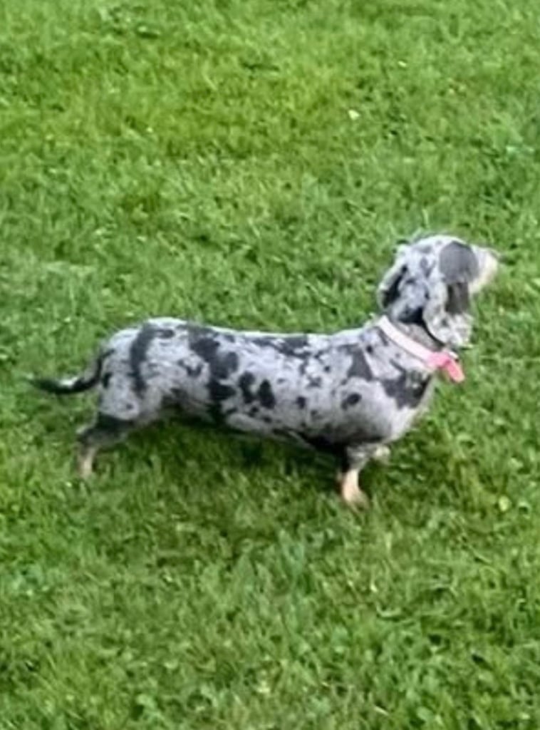 Miniature dachshunds