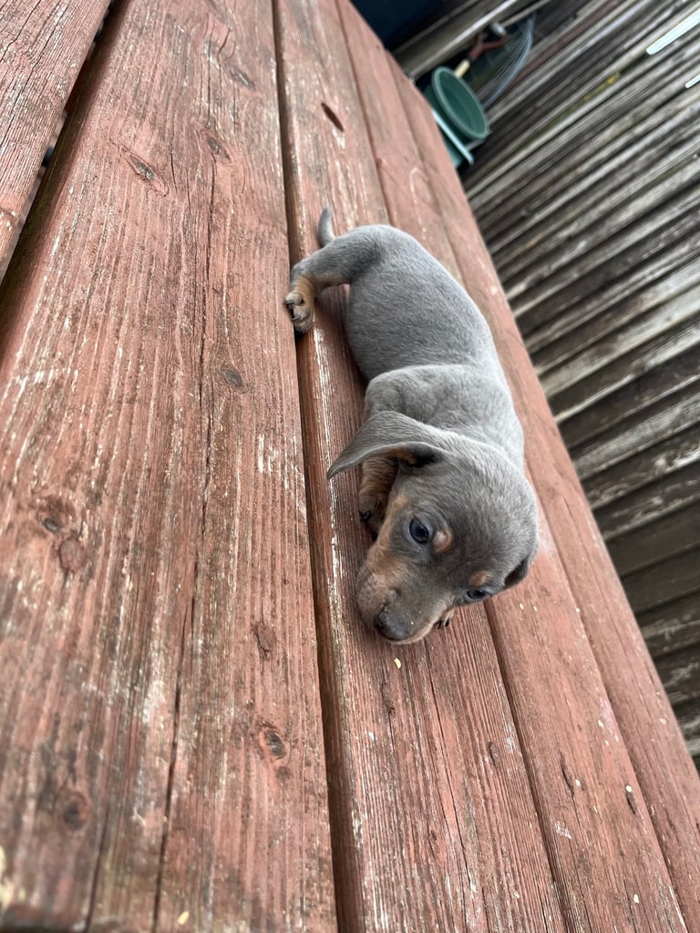 Dachshund puppies for sale 
