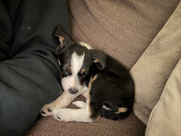 Border terrier puppy 