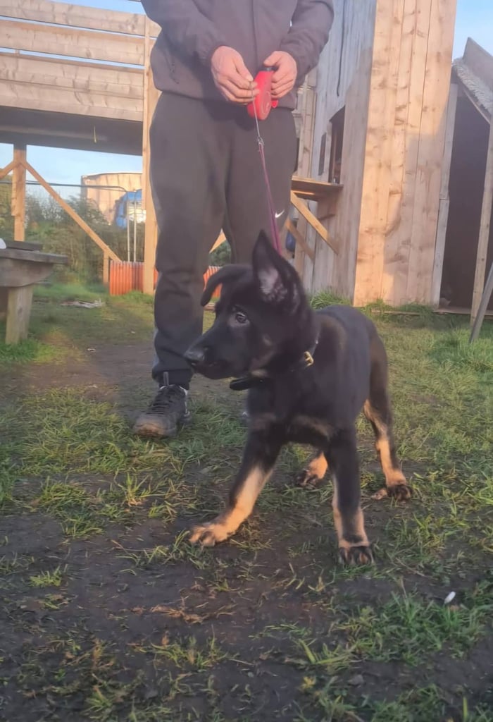 KC Reg German Shepherd Puppies-Ready to leave!