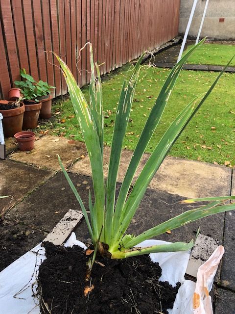 iris plant with soil