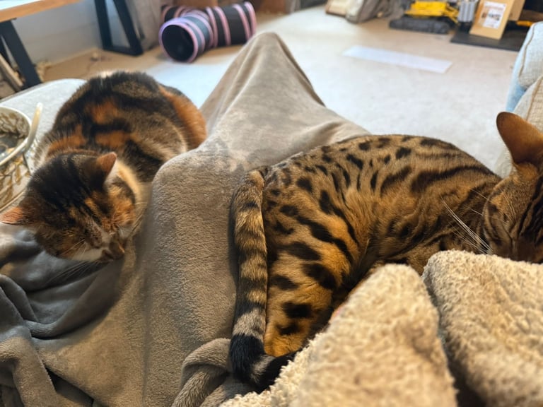 Bengal cat 