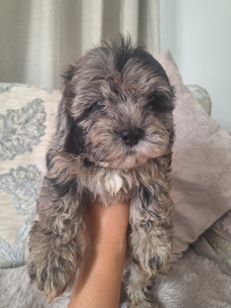 image for Shihpoo 
