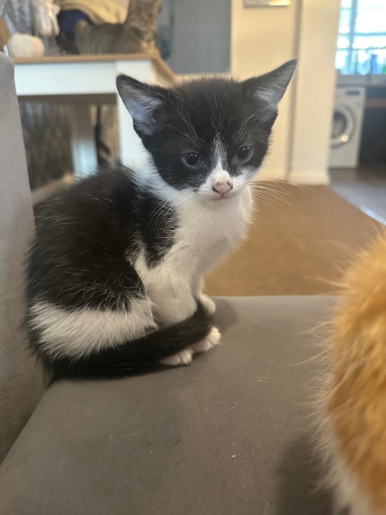 Kittens 