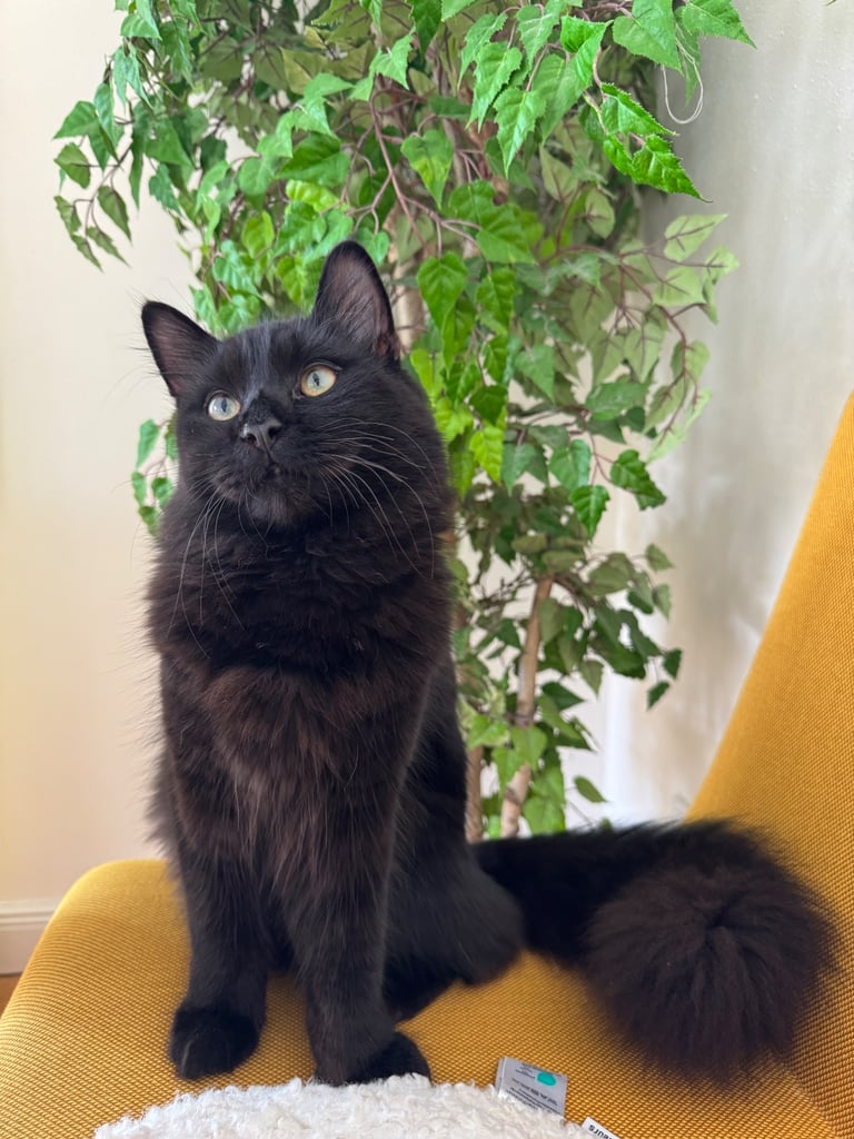Affectionate, black Siberian-mix  11 months kitten