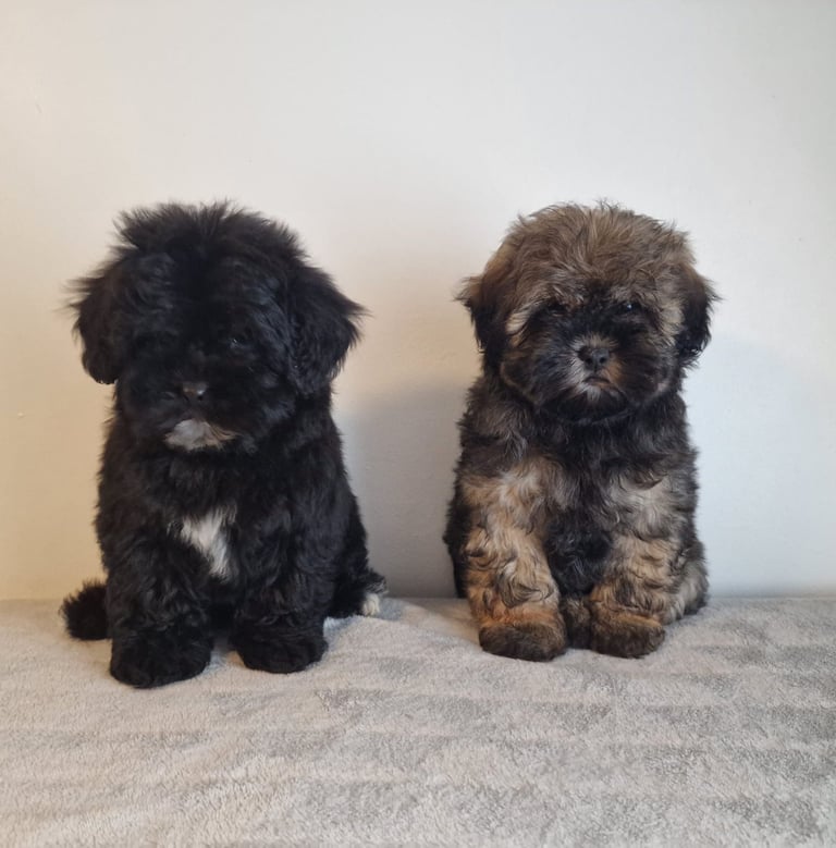 image for Shih Tzu puppies 