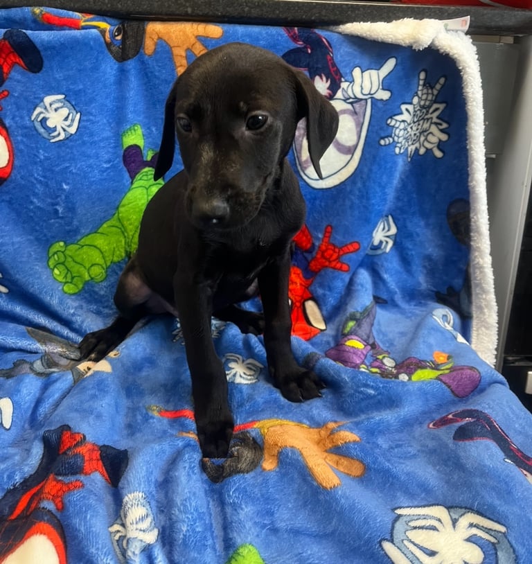 Lab cross Doberman puppies 