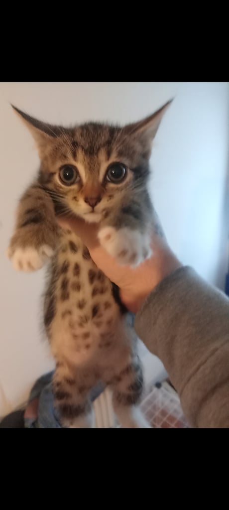 image for 6 beautiful strong healthy tabby kittens 
