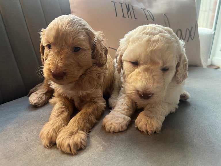 Labradoodle puppies 2 boys 3 girls 