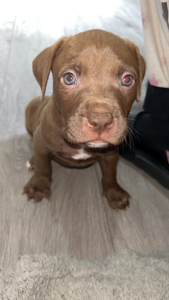 LAST Male American bully puppy