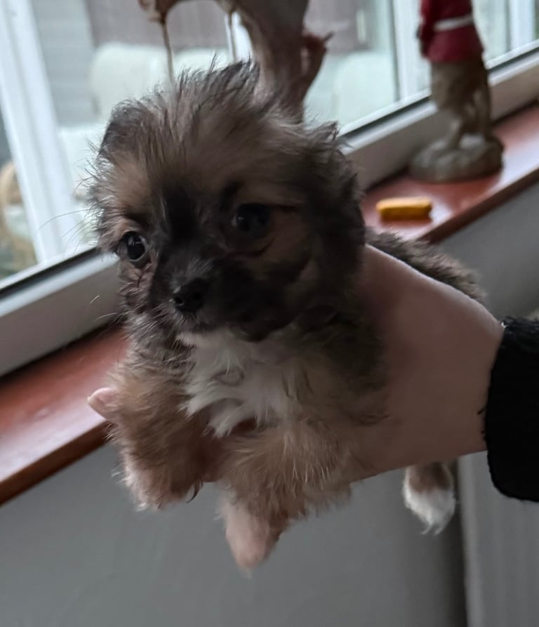 Chihuahua x Jack Russel/Shitzu pups 