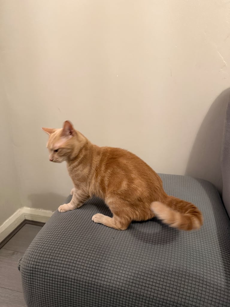 Beautiful orange tabby mixed cat