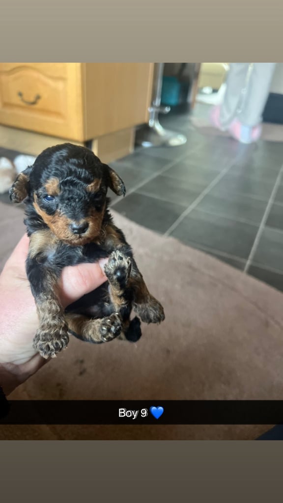 F1 b cockapoo puppies 