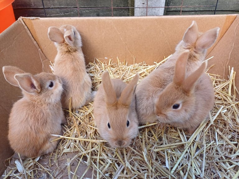 5 Sweet Baby Mini Lop X Rabbits