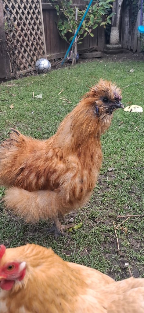 image for Silkie rooster 