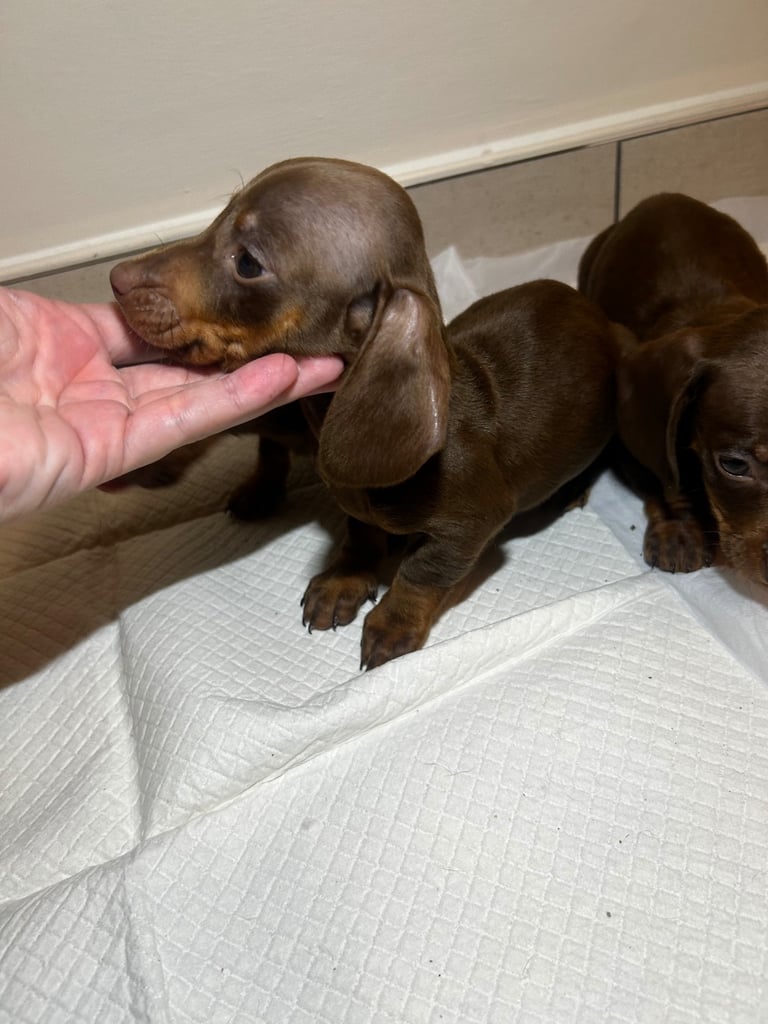 image for Miniature Dachsund puppy’s 