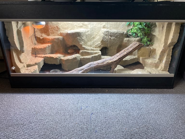 Bearded dragon and viv