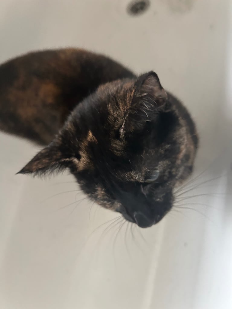 Female Domestic short haired tabby cat