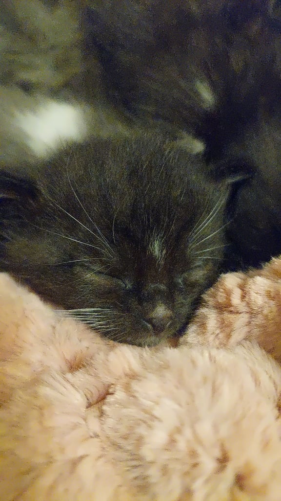 Beautiful Maine Coon x kittens