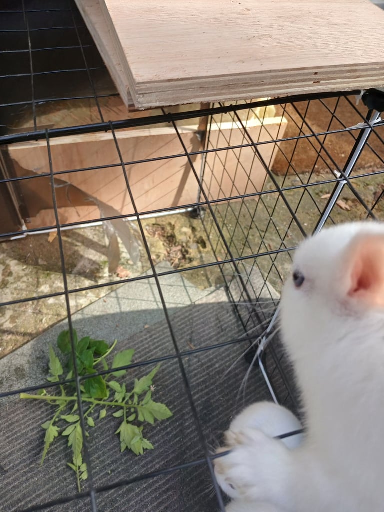 Beautiful whites bunnys 