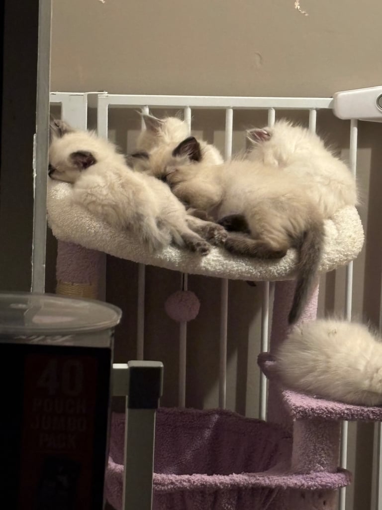 Ragdolls kitten  4 left 
