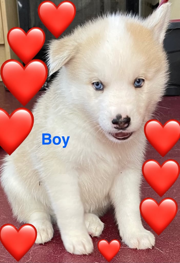 Husky puppies for sale