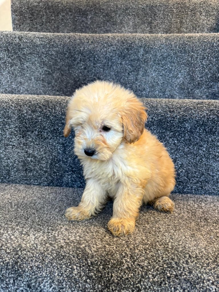 Coton noodle puppies ready now