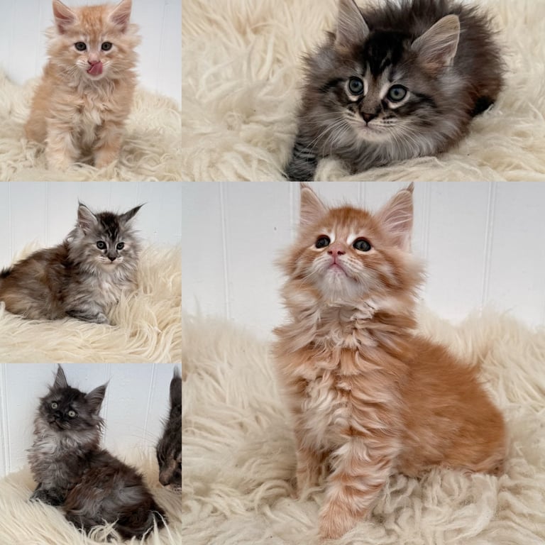 Beautiful Maine Coon Kittens for Sale – GCCF Registered