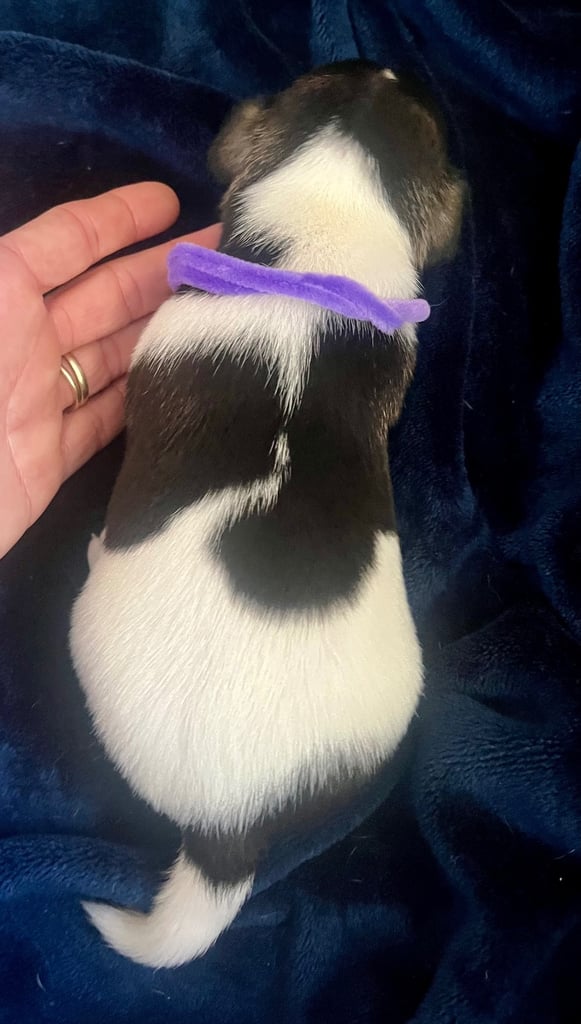 First litter of 7 Jack Russel puppies