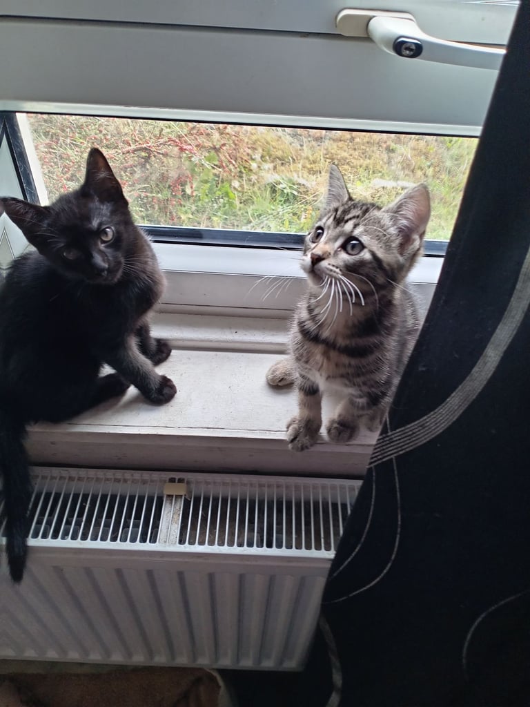 2 kittens need new  homes ready now
