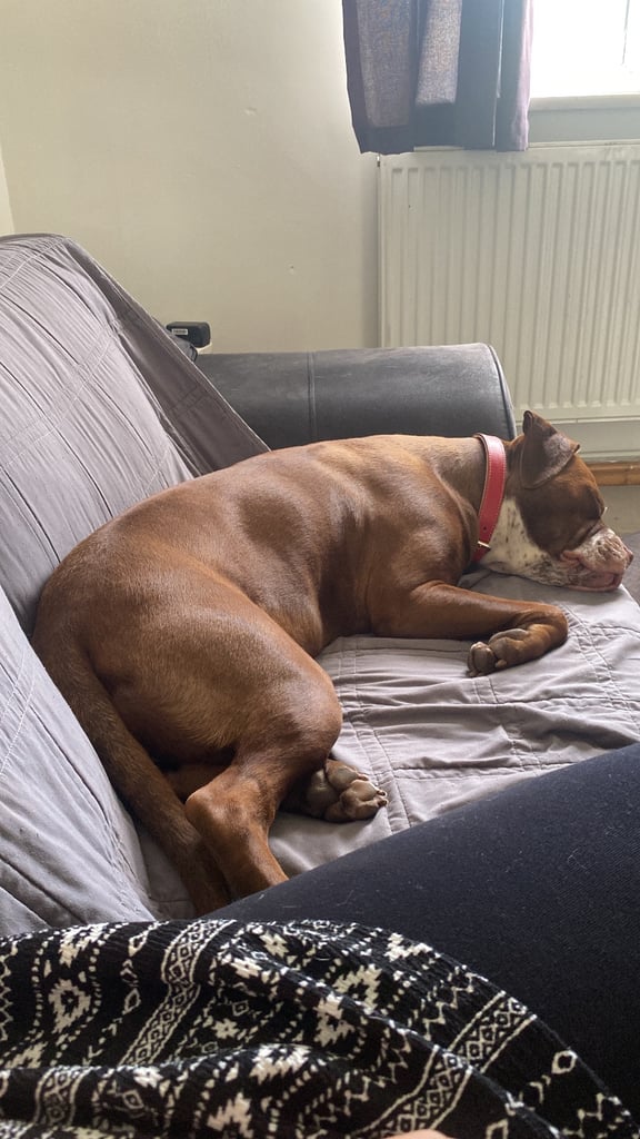 Female Dog For Sale - Stella - 18Months Old