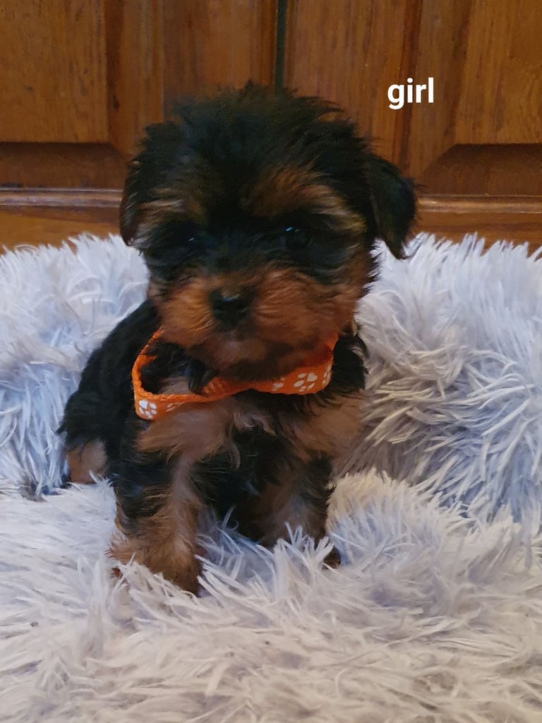 Yorkshire terrier puppies 