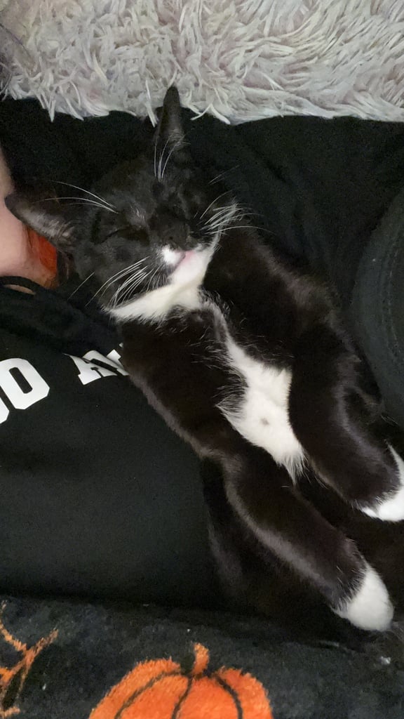 3yr old ‘Ross’ cat for rehoming 