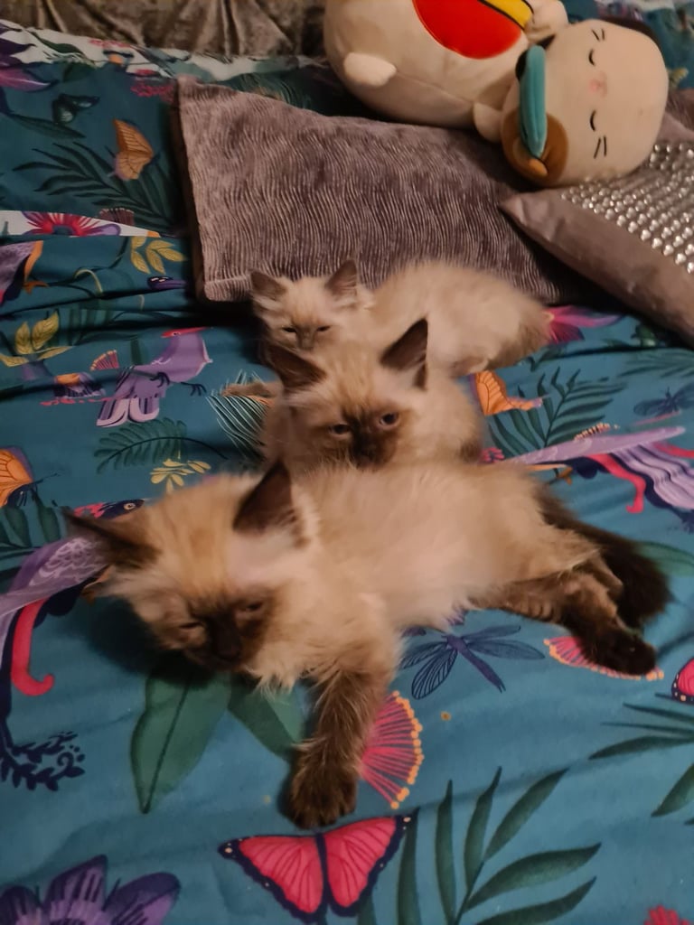 Ragdoll kittens