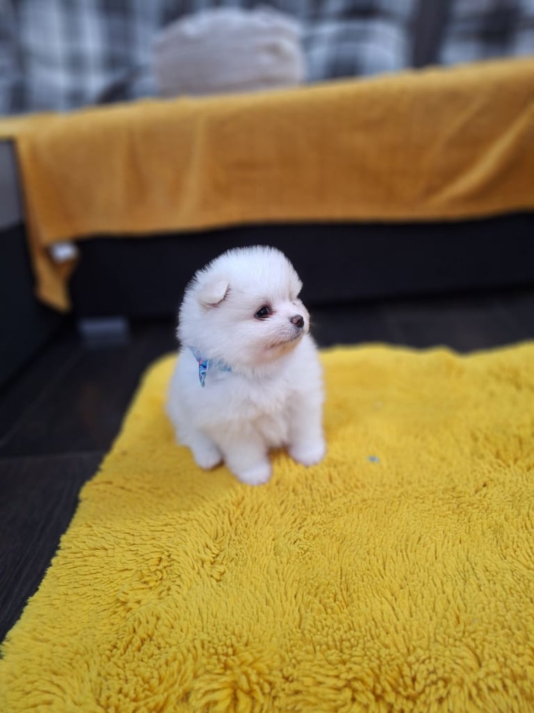 Beautiful pomeranian Teddy bear pomeranian puppies 