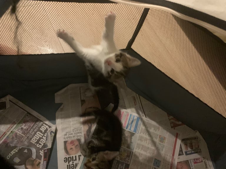 Traditional short hair kittens 