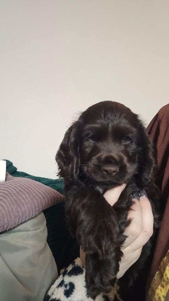 Puppy available now. Chocolate show  type cocker spaniel female. AMAZING PUP