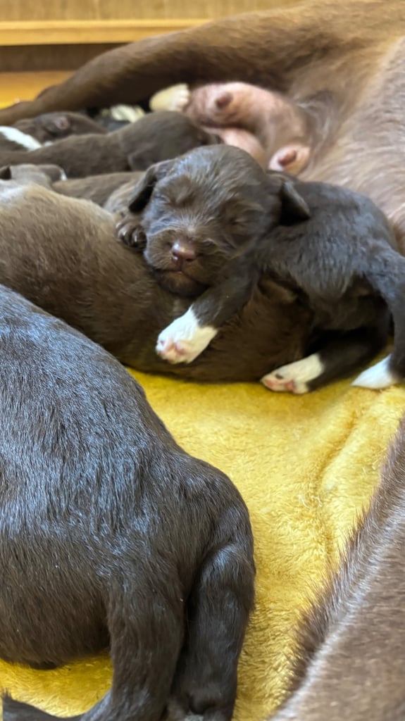READY THIS WEEKEND Adorable Labradoodle 