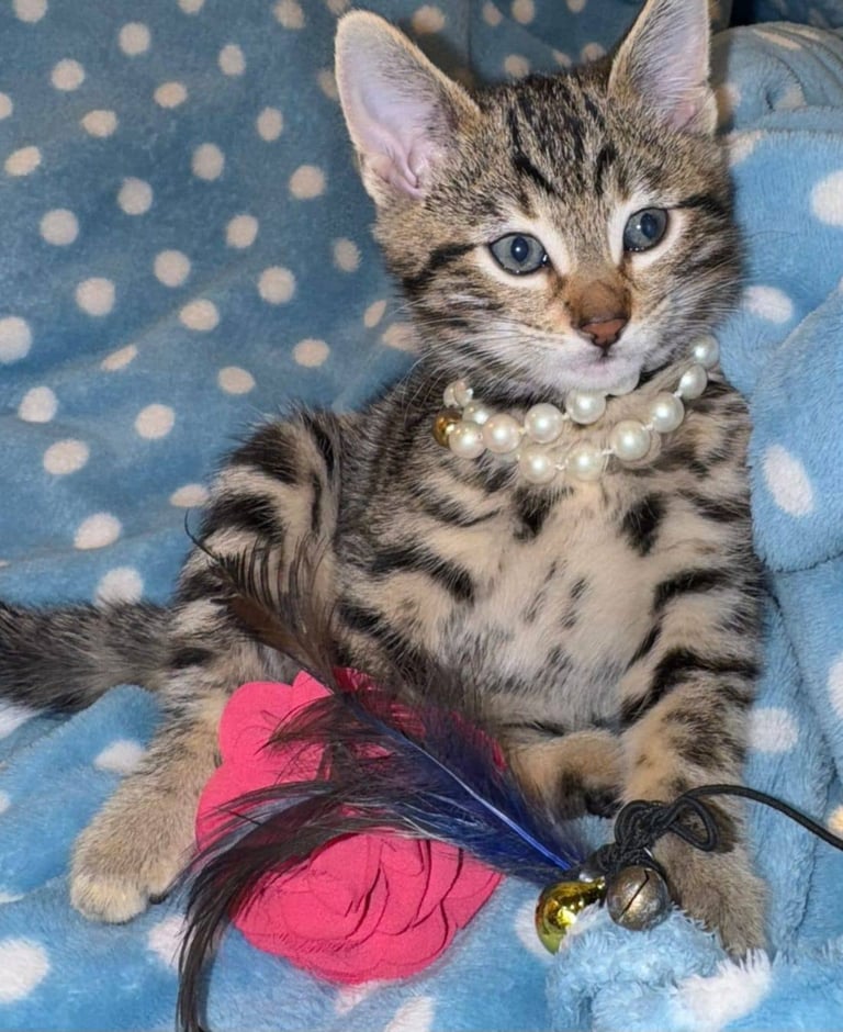 Bengal Tabby mix,adorable  kittens looking for loving homes!