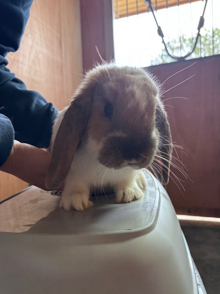 Bunnies for sale  x 7