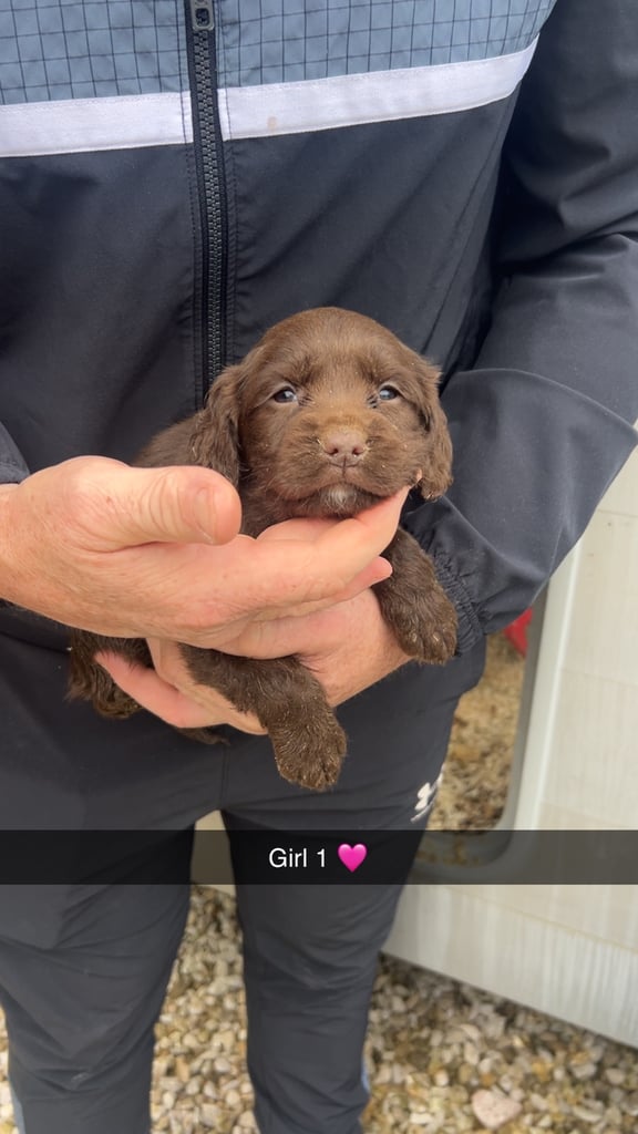 image for Adorable cocker spaniel puppies 